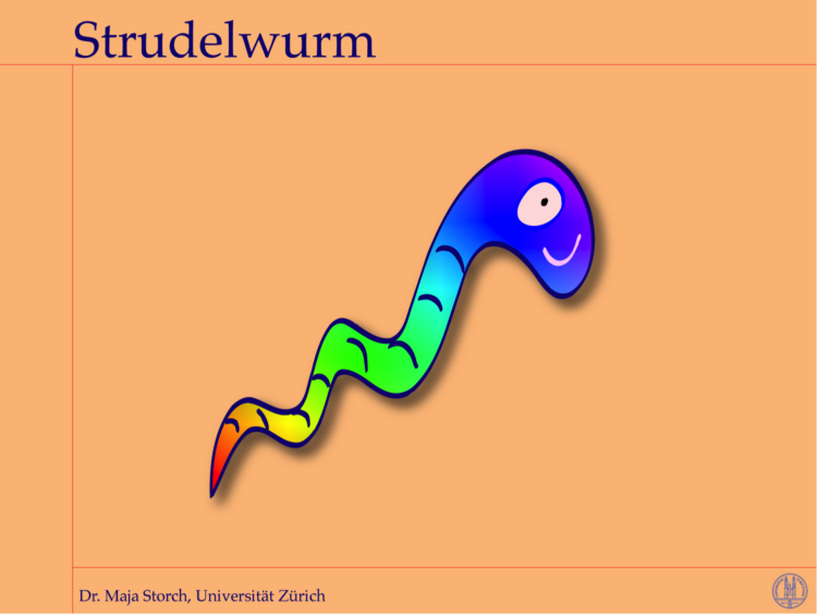 wurmbild_strudelwurm