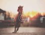 Designing Jumps to Prevent Horse Accidents