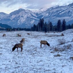 icefield parkway