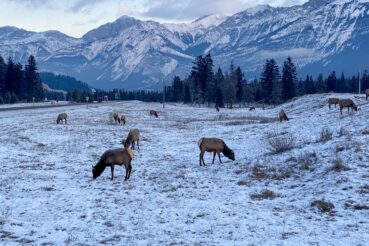 icefield parkway