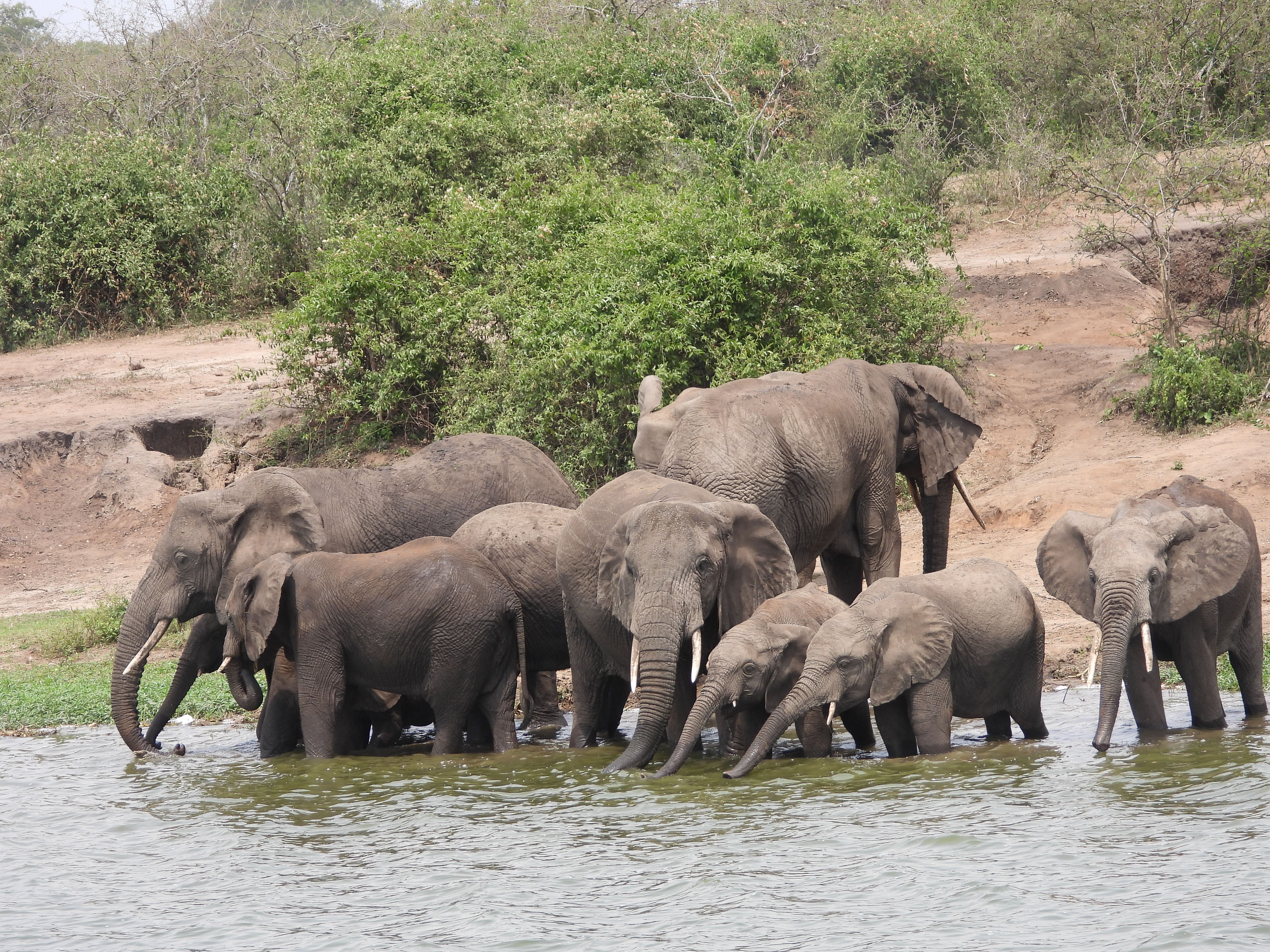 elephant crocs