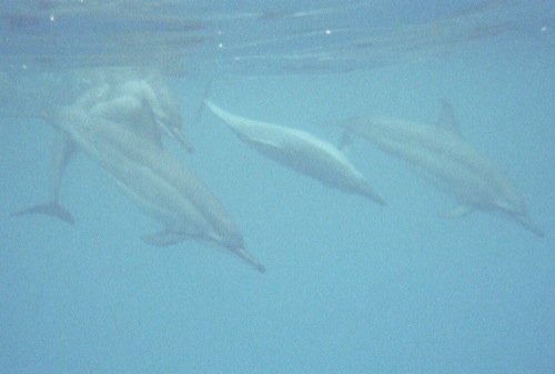 This image has an empty alt attribute; its file name is dolphins.jpg