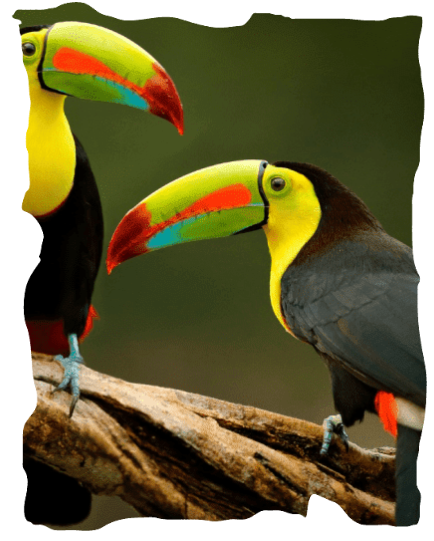 Tucans Costa Rica