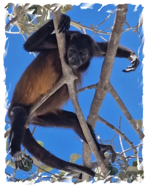 Costa Rica Howler Monkey 2025