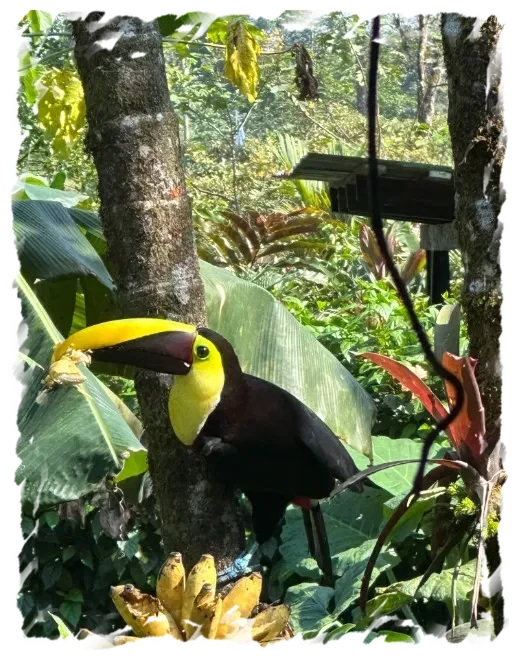 Toucan La Fortuna Costa Rica 2024