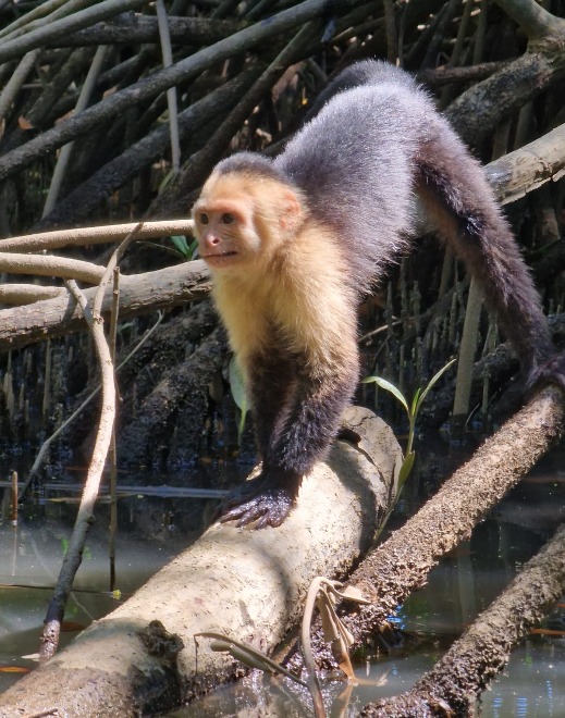 Costa Rica reizen en autoverhuur