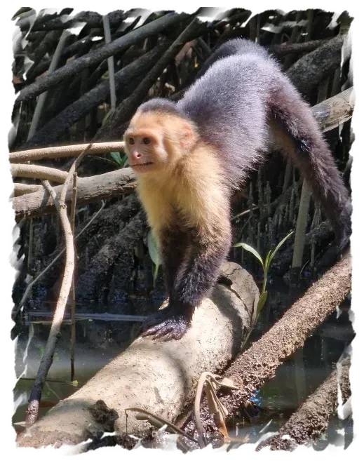 Monkeys Cahuita National Park Costa Rica