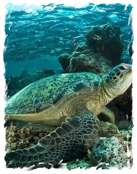 Snorkelen met schildpadden bij Cano Island in Costa Rica Rondreis voor koppels