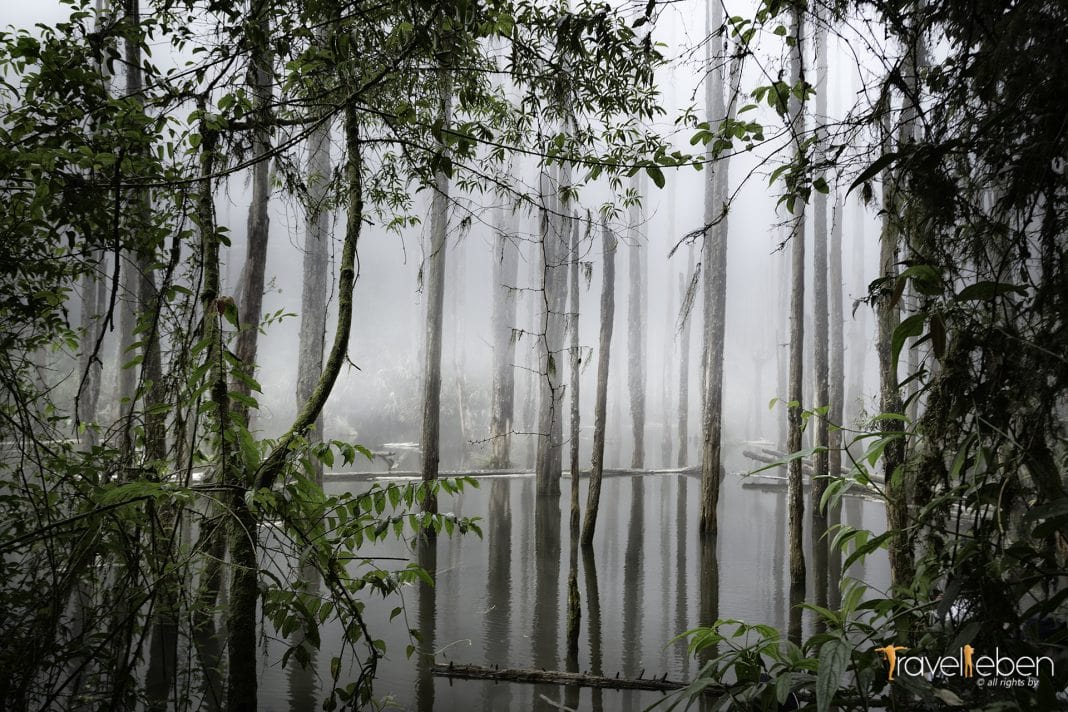 Withered trees, Lotus Forest - The Natural Wonderland in Nantou, Taiwan | Copyright by Trvalleben