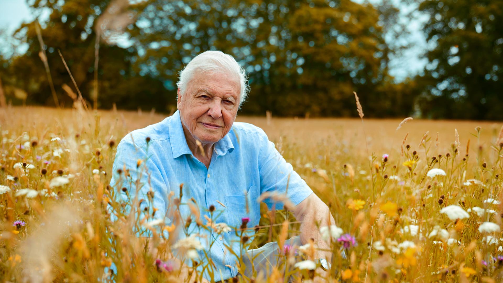 Läs mer om artikeln David Attenborough fyller 100 år