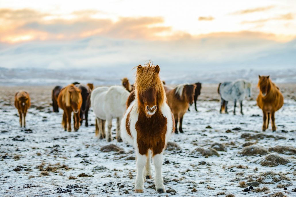 Island betragtes også som et af verdens ti sikreste lande at besøge. (Foto: Redcharlie / Unsplash)