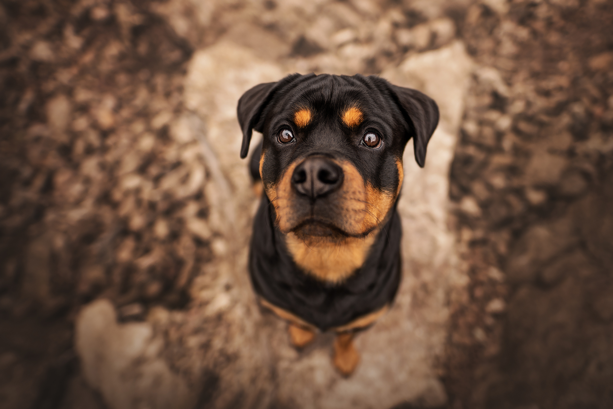 Treue Seelen Fotografie – Professionelle Tierfotografie mit Herz