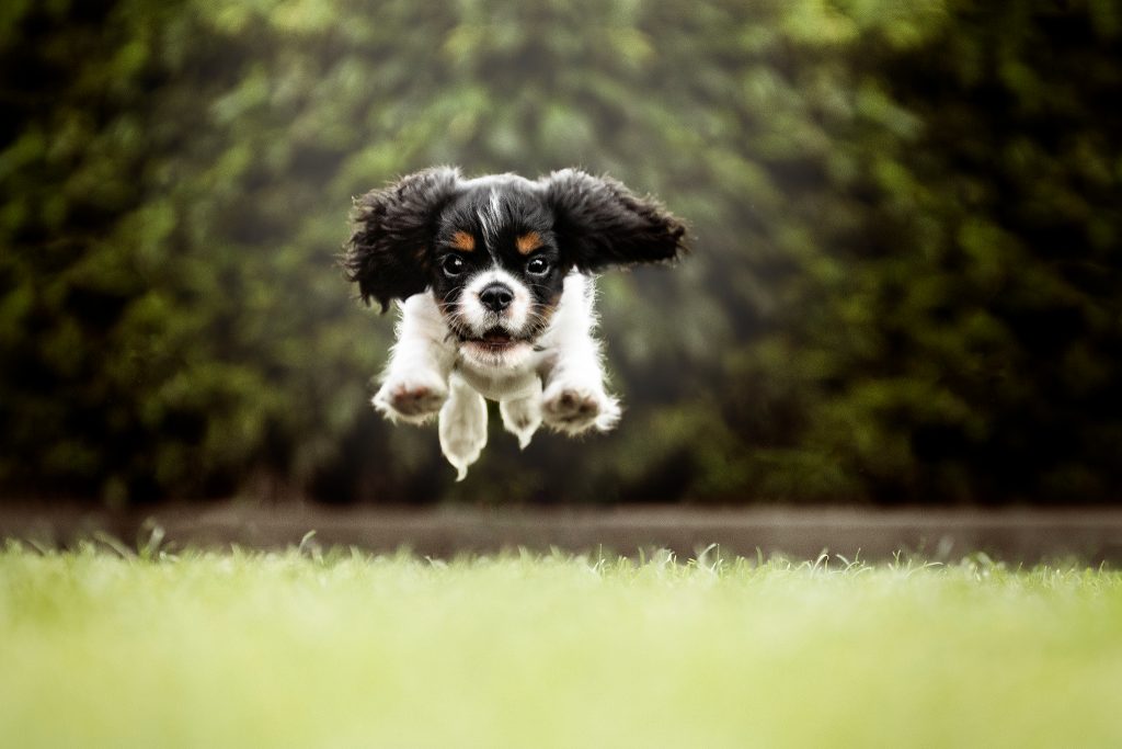 Hundefotografie; Hunde Fotoshooting; Actionfoto; Cavalier King Charles Welpe springt; Treue Seelen Fotografie; Groß-Gerau