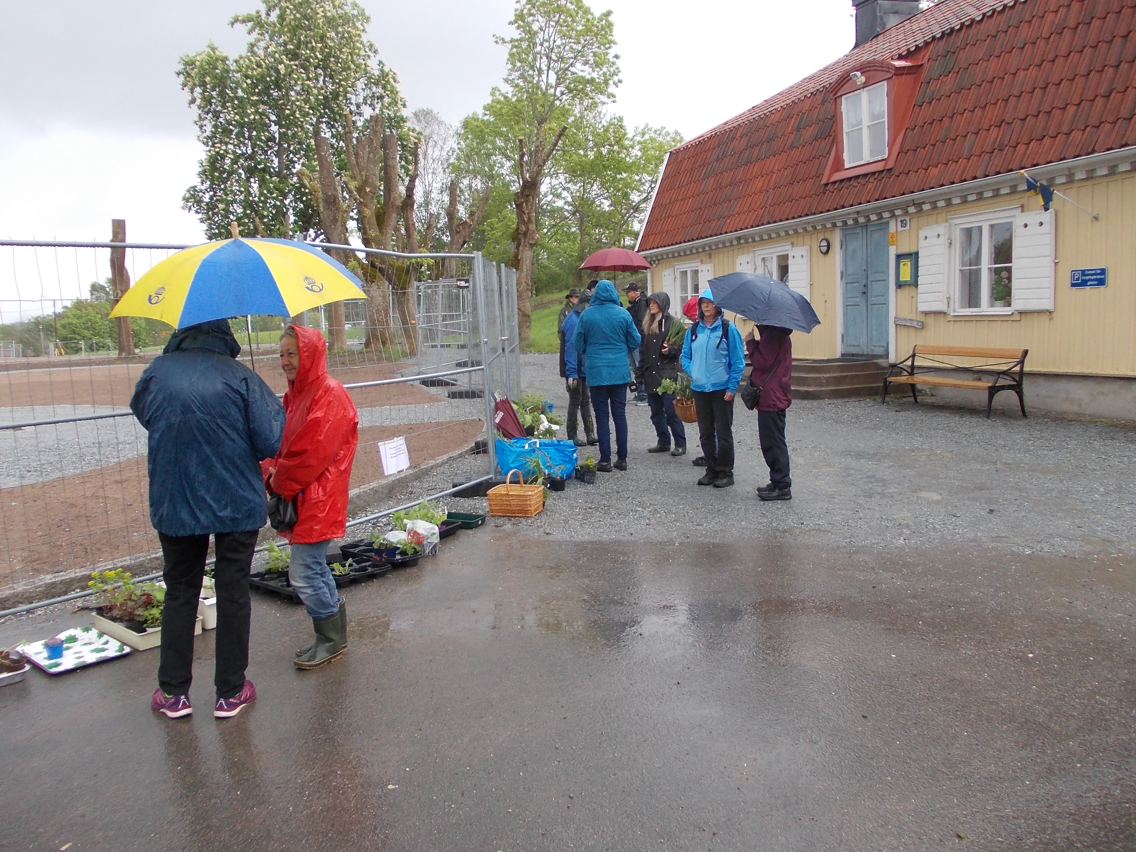 Regnig försäljning av plantor vid Skälby gård