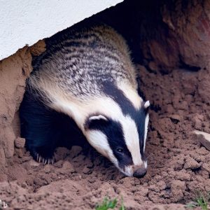Badger digging a hole under the house