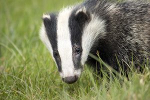 Badger on the lawn