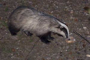 Badger eating