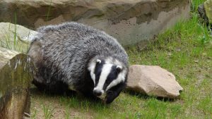 Badger moving around looking for shelter under your house