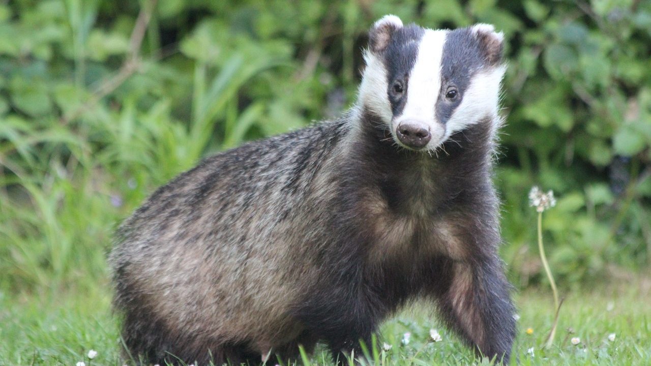 Badger on guard