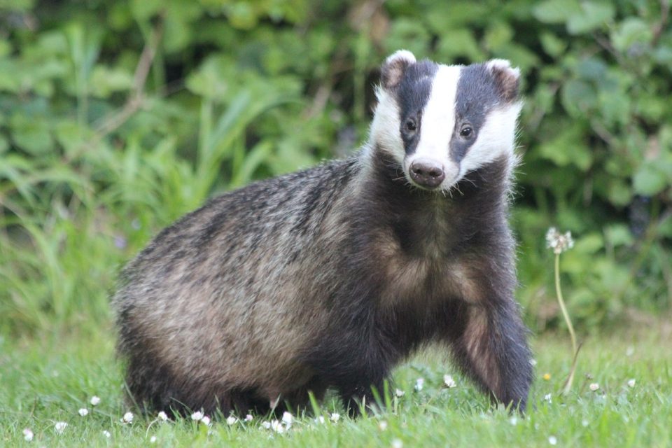 Badger on guard