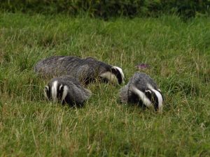 Badger family