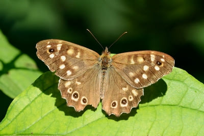 Speckled Wood