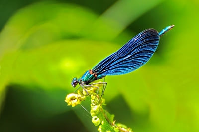 Beautiful Demoiselle