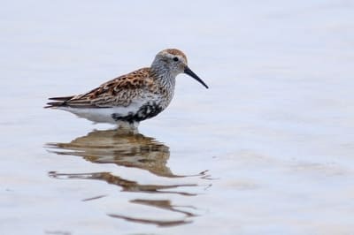 Dunlin