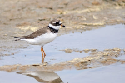 Ringed Plover 