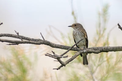 Spotted Flycatcher