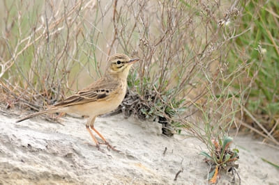 Tawny Pipit