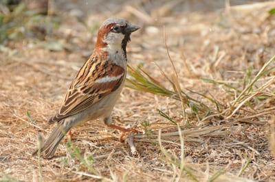 House Sparrow