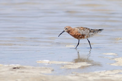 Curlew Sandpiper