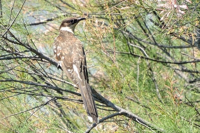 Great Spooted Cuckoo
