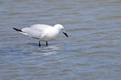 Slender-billed Gull