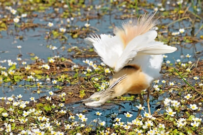 Squacco Heron