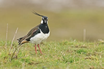 Northern Lapwing