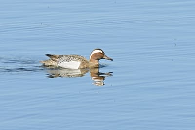 Garganey