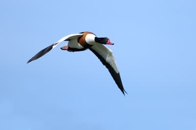 Common Shelduck