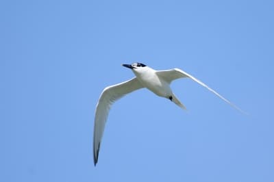 Sandwich Tern