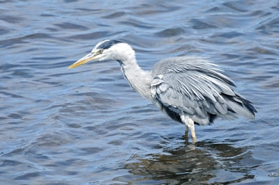 Grey Heron