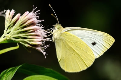 Small White