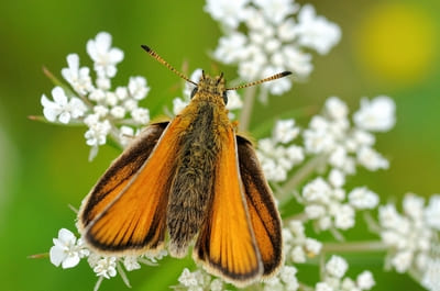 Essex Skipper