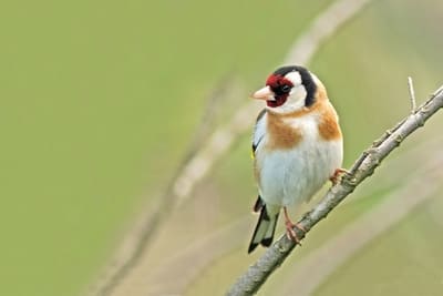 Eurasian Goldfinch