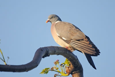 Wood Pigeon