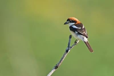 Woodchat Shrike