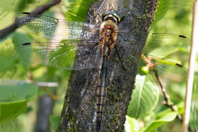 Yellow-spotted Emerald