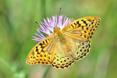 Dark Green Fritillary