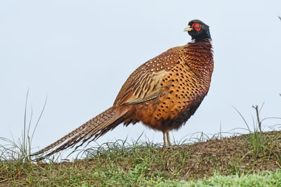 Common Pheasant