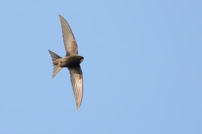 Pacific Swift